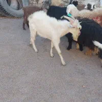 میش تغل چپش اردکان|حیوانات مزرعه|اردکان, |دیوار