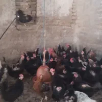 مرغ تخم گذارازتولیدبه مصرف وزن 2تا2500کیلوگرم|حیوانات مزرعه|مرودشت, محمد آباد|دیوار