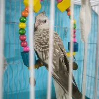 عروس هلندی مرواریدی