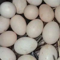 تخم مرغ محلی