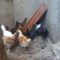 نوچه رسمی|حیوانات مزرعه|کهک, |دیوار