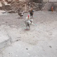 خروس گلین اصل|حیوانات مزرعه|شوشتر, |دیوار