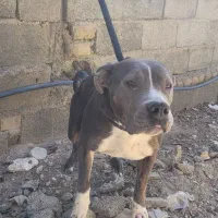 سگ پیتبول ماده ونر|سگ|ماهدشت, |دیوار