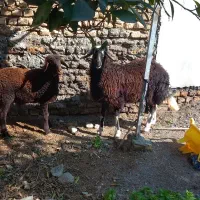 بره ماده توقلی|حیوانات مزرعه|آق قلا, |دیوار