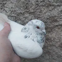 کبوتر کله دم سبز