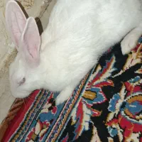 خرگوش|موش و خرگوش|اهواز, کوی علوی|دیوار