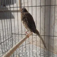 قناری ماده|پرنده|مرودشت, فاز اول شهرک فرهنگیان|دیوار