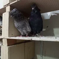 همه مدل مولد جوجه بده هوایی وزمینی گره|پرنده|قشم, |دیوار