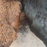 مرغ تخمگذار خونگی