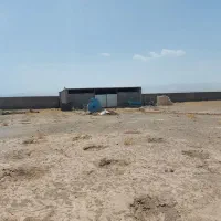 دامداری-دشت-بجد