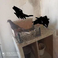 چند عدد کبوتر