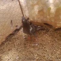 کبوتر|پرنده|آباده, |دیوار