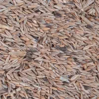 جو سیاه،بذر طُرُق قدیمی زیر خاکی