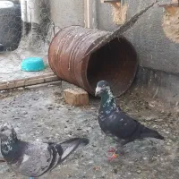 پرنده