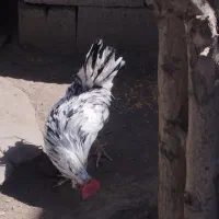 مرغ و خروس جوجه|حیوانات مزرعه|سنندج, |دیوار