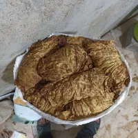برگ کاهو