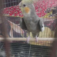 عروس هلندی نر|پرنده|هامون, |دیوار