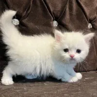 گربه های اسکاتیش|گربه|بوکان, |دیوار