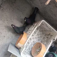 کبوتر زاغ صرب|پرنده|جیرفت, |دیوار