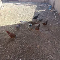 هفت تا مرغ|حیوانات مزرعه|سلامی, |دیوار