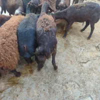 میش و بره قزل افشار|حیوانات مزرعه|زرین دشت (همدان), |دیوار