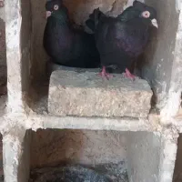 جفت ابادانی