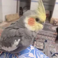 عروس هلندی گمشده