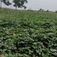 کشاورزی( نهال توت‌فرنگی)|گل و گیاه طبیعی|دلند, |دیوار