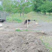 سگ نگهبان فروشی