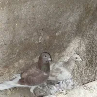 کبوتر|پرنده|آبپخش, |دیوار