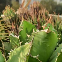 اگاو کاکتوس