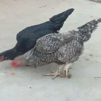 2تا مرغ خزک|حیوانات مزرعه|زابل, |دیوار