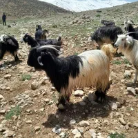 چپش تخمی(بعده) وتیشتر تخمی