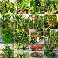 فروش ویژه یلدایی|گل و گیاه طبیعی|کرج, شهرک بهداری|دیوار