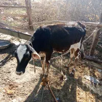 گوساله ماده با گاو|حیوانات مزرعه|جیرفت, |دیوار