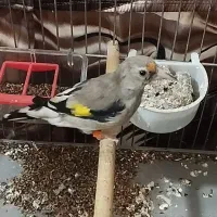 جوجه سهره کرمانی  قفسی زیر دهندار|پرنده|همدان, |دیوار