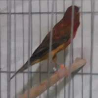 قناری نر و ماده سرخ یکدست اصیل|پرنده|شیراز, وصال|دیوار