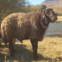 قوچ  میش   بز   بره   سگ|حیوانات مزرعه|چنارود, |دیوار