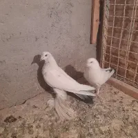 کبوتر|پرنده|تبریز, |دیوار