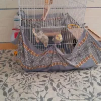 عروس هلندی معاوضه کفترنقش|پرنده|راور, |دیوار