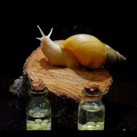 حلزون آلبینو نصف قیمت|خزنده|تبریز, |دیوار