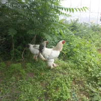 خروس برهما جوان