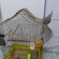 عروس هلندی دستی|پرنده|قم, پردیسان|دیوار