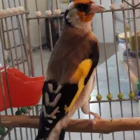 قناری سوپری ورنگی وسهره سفت خون|پرنده|اراک, |دیوار