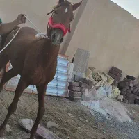 فروش کره نریان خوشتیپ