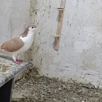 کفتر راست زرد