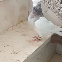 کفتر|پرنده|لردگان, |دیوار