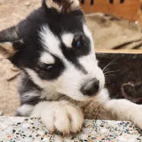 توله هاسکی سیبرین|سگ|یزد, |دیوار