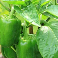 کارشناس متخصص تولید فلفل دلمه ایی در گلخانه صنعتی