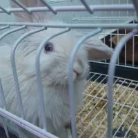 خرگوش لوپ خارجی|موش و خرگوش|نیشابور, شهید بهشتی|دیوار